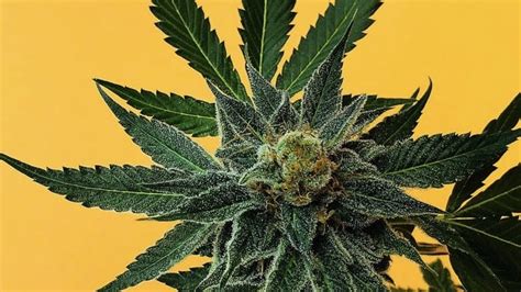 Phenos weedmaps. Specialties: A Medical and Recreational (21+) cannabis dispensary featuring over 200 strains of flowers and a massive selection of concentrates, edibles, and drinks. Established in 2018. 