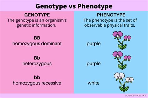 Phenotype Vs Genotype- Definition, 10 Differences, Examples - RisingA…