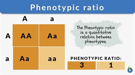 Phenotype calculator. Things To Know About Phenotype calculator. 