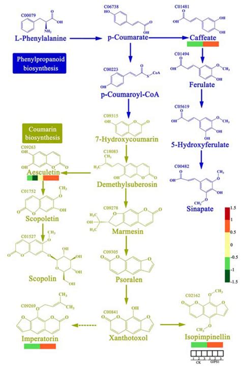 Phenylpropanoid Biosynthesis - 百度学术