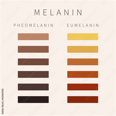 Pheomelanin Synonyms & Antonyms Synonyms.com