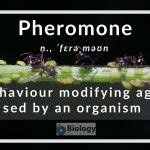 Pheromone definition of pheromone by Medical dictionary