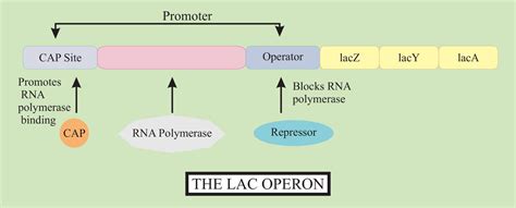 Phet lac operon.  the first things you will look at are symbols for various components.  This...