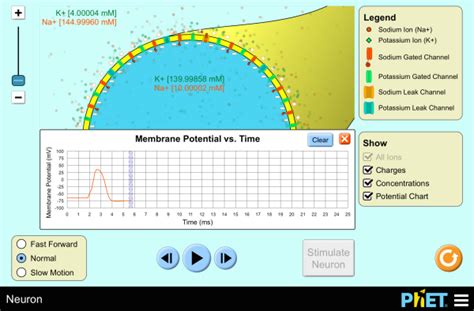 Phet neuron simulation worksheet.  These include the zooming and speed drag tools a...