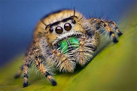 Phidippus workmani - Wikipedia, la enciclopedia libre