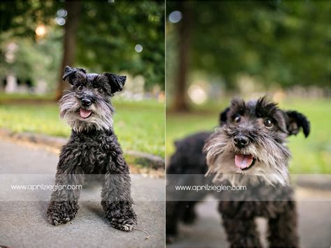 Philadelphia Pet Photography & Family Picture Studio