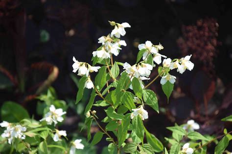 Philadelphus that won