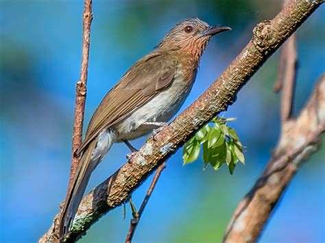 Philippine Bulbul (Hypsipetes philippinus) :: xeno-canto