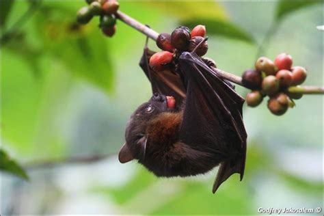 Philippine Naked-backed Fruit Bat - Posts Facebook