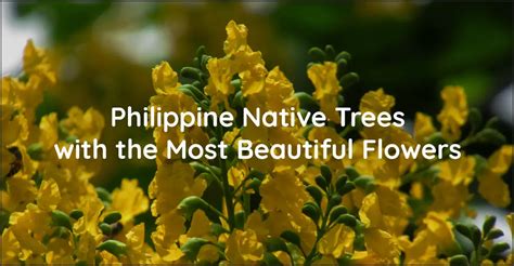 Philippine Native Trees with the Most Beautiful Flowers