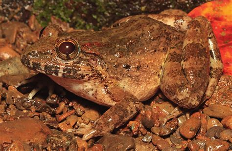 Frogs of Mt. Agad-Agad. (A) Cane Toad (Rhinella mari
