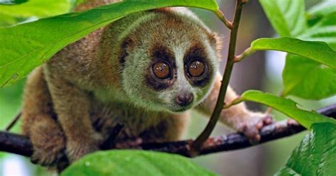Slow Loris. There are three species of slow loris (Nycticebus) and all are native to south Asia, from India to the Philippines. Slow lorises are carnivores that eat birds, eggs, shellfish, insects .... 