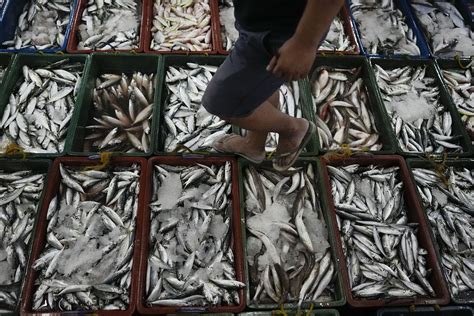 Philippines tries to bring back small fish key to rural diet