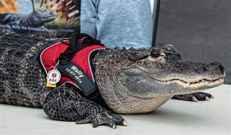 Phillies deny emotional support alligator from entering ballpark