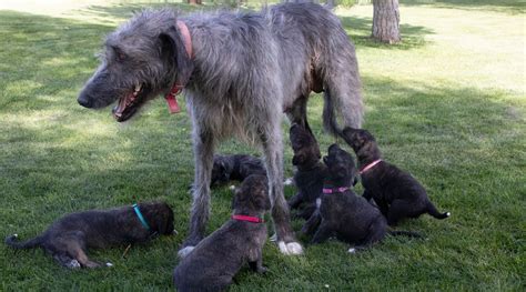 Phillips Irish Wolfhound Puppies