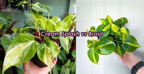 Philodendron Cream Splash vs Brasil [Ultimate Showdown 2024]