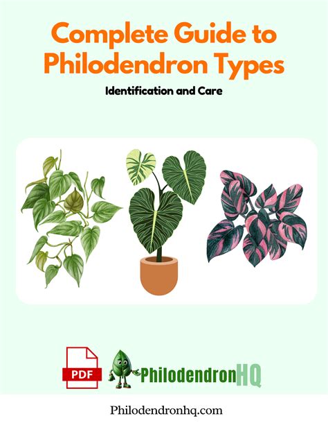 Philodendron Identification Guide
