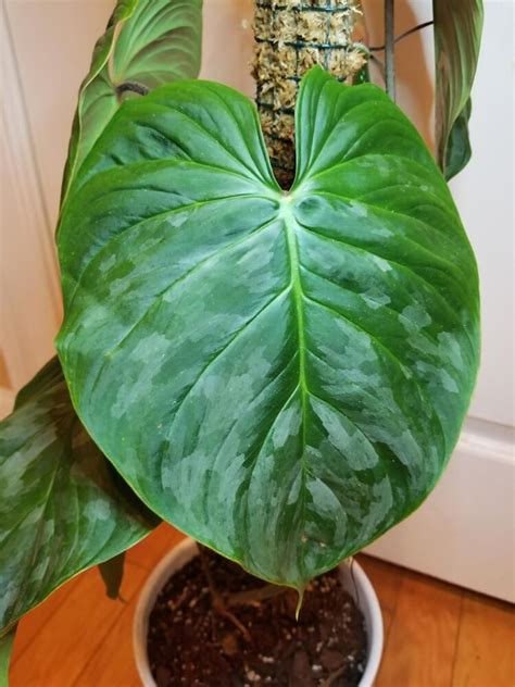 Philodendron Majestic Care - Soil Seed and Garden