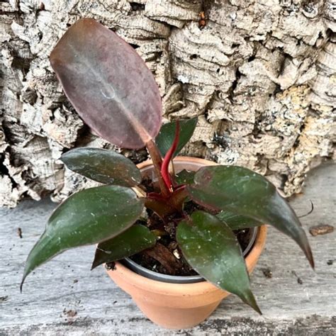 Philodendron Red Sun – Blomsterfamiljen