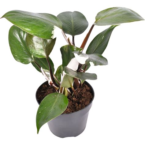 Philodendron Zimmerpflanzen.ch