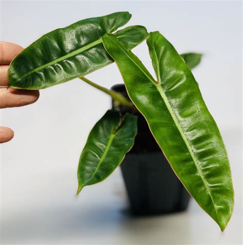 Philodendron billietiae. The Philodendron Billietiae Variegated is here to take your breath away. With its stunning variegated foliage and vibrant greenery, this botanical beauty is a tru Introducing the Philodendron Billietiae Variegated in a 3GL Pot – Nature's Masterpiece! 