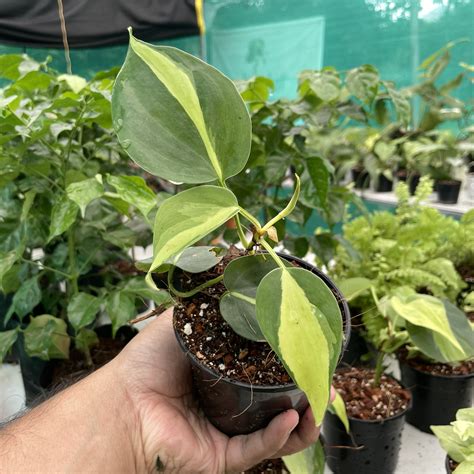 Philodendron brasil for sale. .  ...