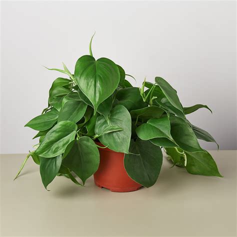 Philodendron cordatum. Philodendron Golden Dragon Lime Fiddle. $35.00. 1. 2. Next. Immerse yourself in the diverse and captivating world of Philodendrons, renowned for their lush foliage, stunning leaf patterns, and remarkable adaptability. From the popular heart-leaf Philodendron to unique varieties like Strawberry Shake and Snow Drift, our collection offers a ... 