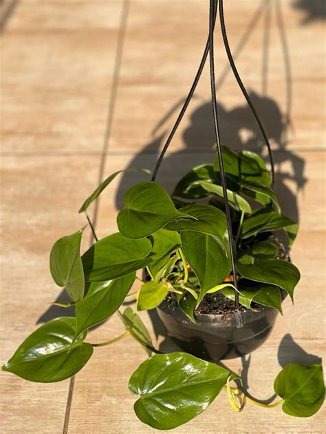 Philodendron hängend kaufen