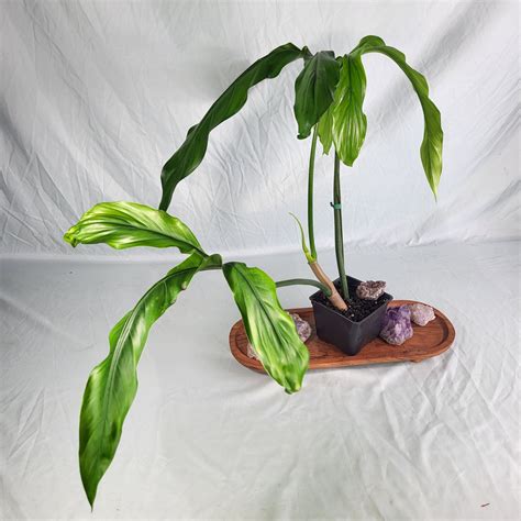 Philodendron holtonianum (M) eBay