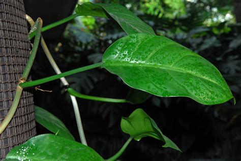 Philodendron inconcinnum - NCBI - NLM