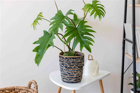 Philodendron mayoi. Things To Know About Philodendron mayoi. 