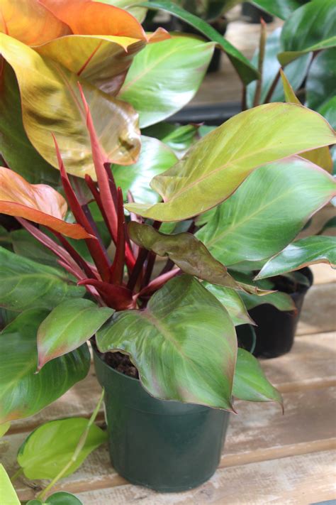 Philodendron mccolley