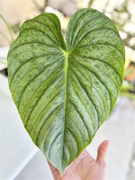 Philodendron pastazanum uk. .  <a href=https://mgb.panoptikdigital.com/a...