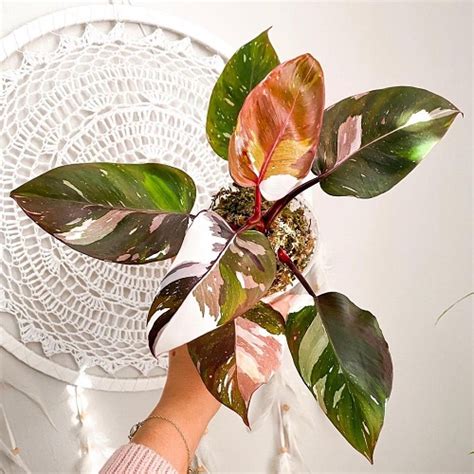 Philodendron red anderson. Philodendron Anderson's Red - An easy to grow and cold tolerant philodendron with a slow climbing tendency. Stems and new emerging leaves are bright red which darken … 