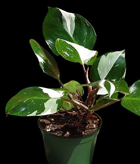 Philodendron white knight. Water your Philodendron White Knight when the soil is 50-75% dry. Water thoroughly until water comes out of the drainage holes, and be sure to empty the saucer of any excess water. This plant is sensitive to overwatering. If the soil remains constantly wet, the roots will rot. 
