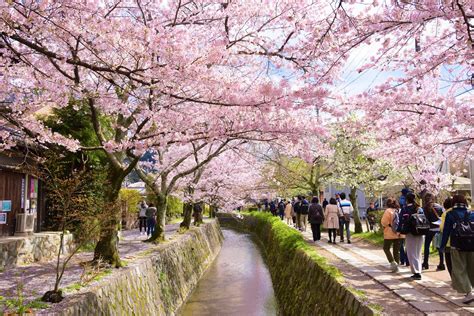 Philosophers walk. 17 Feb 2024 ... Philosopher's Path (Tetsugaku no michi) is a stoned paved walking trail and a popular tourist spot in Kyoto. Philosopher's Path is one of ... 