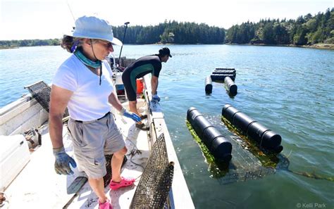 Phippsburg oyster project is a triple win - Island Institute