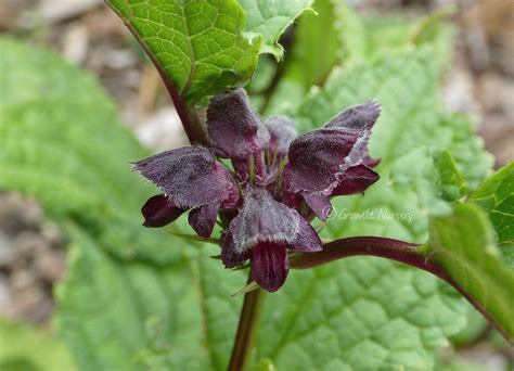 Phlomis atropurpurea [Dunn ]