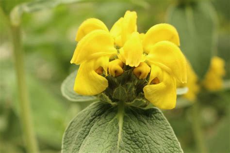 Phlomis chrysophylla ( Goldleaf Jerusalem Sage )