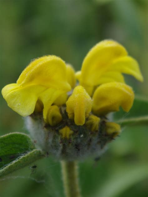 Phlomis lycia - Wikispecies