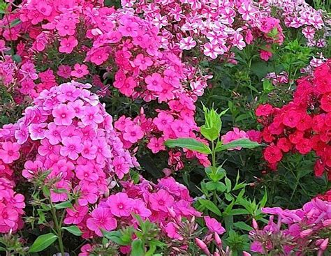 Phlox - Volcano - Anthony Tesselaar Plants