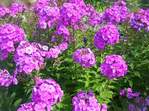 Phlox Definition & Meaning - Merriam-Webster