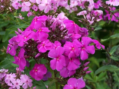 Phlox Russian Violet - herbinfos.com