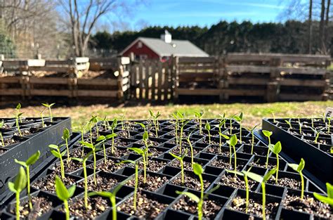 Phoebe @organicallygrowing on Instagram: "It’s seed starting …