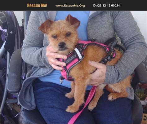 Phoenix, AZ - Norfolk Terrier. Meet WHIMSY a Pet for Adoption ...