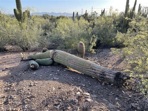 Phoenix’s record heat is killing off cactuses