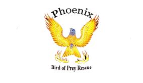 Phoenix Birds Of Prey Phoenix Bird Of Prey Rescue England