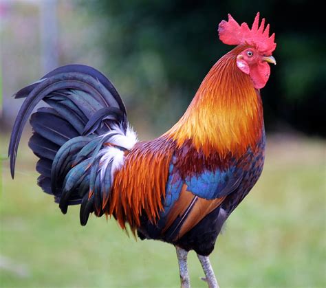 Phoenix Chicken Breed Information BackYard Chickens