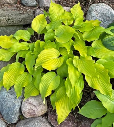 Phoenix Feathers Hosta - 4.5 Inch Container (NEW For 2024!)