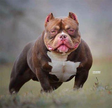 Rocko is the best producing American Bully in the world. Exclusive breeding units here at Gnetix Bullies American Bullies Australia. 2016 ROOKIE OF THE YEAR 2016 ABKC NATIONAL CHAMPION WINNER 2016 TOP 10 TOP DOG 2016 MULTI BEST OF BREED WINNER 2016 MULI BEST IN SHOW WINNER 2017 EUROPE INTERNATIONAL WINNER 2017 TOP 10 TOP DOG 2017 MULTI BEST IN SHOW 2017 MULTI BEST IN BREED OFA CARDIAC CLEARED .... 